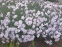 Гвоздика сизая "Басс Пинк" (Dianthus gratianopolitanus "Bath's Pink") - 4