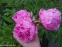 Пион "Мариэтта Сиссон" (Paeonia "Marietta Sisson") - 8