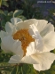 Пион "Клэр де Люн" (Paeonia "Claire de Lune") - 3