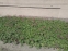 Герань балканская, или крупнокорневищная (Geranium macrorrhizum) - 2