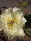 Пион "Кериед" (Paeonia "Cariad") - 3