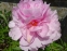 Пион "Мариэтта Сиссон" (Paeonia "Marietta Sisson") - 5