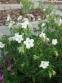 Герань луговая "Дабл Джэвел" (Geranium pratense "Double Jewel") - 1