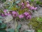 Морозник гибридный ЛС "Блю Лейди" (Helleborus × hybridus LS "Blue Lady") - 6