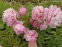 Пион "Мариэтта Сиссон" (Paeonia "Marietta Sisson") - 2