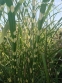 Мискантус китайский "Зебринус" (Miscanthus sinensis "Zebrinus") - 3