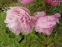 Пион "Мариэтта Сиссон" (Paeonia "Marietta Sisson") - 3