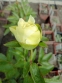 Пион "Кериед" (Paeonia "Cariad") - 5