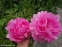Пион "Мариэтта Сиссон" (Paeonia "Marietta Sisson") - 10