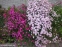 Гвоздика сизая "Басс Пинк" (Dianthus gratianopolitanus "Bath's Pink") - 5