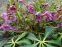Морозник гибридный ЛС "Блю Лейди" (Helleborus × hybridus LS "Blue Lady") - 3