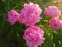 Пион "Мариэтта Сиссон" (Paeonia "Marietta Sisson") - 9