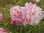 Пион "Мариэтта Сиссон" (Paeonia "Marietta Sisson") - 4