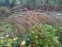 Мискантус китайский "Зебринус" (Miscanthus sinensis "Zebrinus") - 2