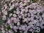 Гвоздика сизая "Басс Пинк" (Dianthus gratianopolitanus "Bath's Pink") - 6