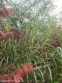 Мискантус китайский "Зебринус" (Miscanthus sinensis "Zebrinus") - 4