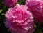 Пион "Мариэтта Сиссон" (Paeonia "Marietta Sisson") - 1
