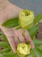 Пион "Кериед" (Paeonia "Cariad") - 4