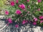 Гвоздика сизая "Неон Стар" (Dianthus gratianopolitanus "Neon Star") - 3
