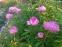 Пион "Мариэтта Сиссон" (Paeonia "Marietta Sisson") - 6