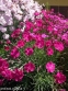 Гвоздика сизая "Неон Стар" (Dianthus gratianopolitanus "Neon Star") - 1