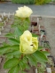 Пион "Кериед" (Paeonia "Cariad") - 1