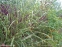 Мискантус китайский "Зебринус" (Miscanthus sinensis "Zebrinus") - 5