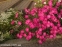 Гвоздика сизая "Неон Стар" (Dianthus gratianopolitanus "Neon Star") - 5