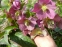 Морозник гибридный ЛС "Блю Лейди" (Helleborus × hybridus LS "Blue Lady") - 4