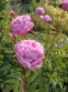 Пион "Мариэтта Сиссон" (Paeonia "Marietta Sisson") - 7