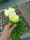 Пион "Кериед" (Paeonia "Cariad") - 2