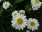 Нивяник "Санни Сайд Ап" (Leucanthemum "Sunny Side Up") - 1