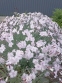 Гвоздика сизая "Басс Пинк" (Dianthus gratianopolitanus "Bath's Pink") - 8