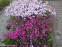 Гвоздики дельтовидні (Dianthus deltoides) - 2