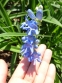 Пенстемон альпійський (Penstemon alpinus Ton.) - 5