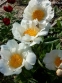 Півонія "Крінклед Уайт" (Paeonia "Krinkled White") - 3