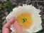 Півонія "Айворі Вайт Сосер" (Paeonia "Ivory White Saucer") - 4