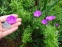 Герань криваво-червона (Geranium sanguineum) - 1