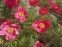 Півонія "Флейм" (Paeonia "Flame") - 1