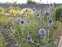 Головатень звичайний (Echinops ritro) - 5