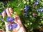 Цератостигма плюмбагоподібна (Ceratostigma plumbaginoides) - 1
