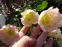 Чемерник чорний "Максіма" (Helleborus niger "Maxima") - 3