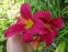 Лілійник "Літл Вайн Кап" (Hemerocallis "Little Wine Cup") - 1