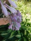 Хоста "Стриптиз" (Hosta "Striptease") - 6