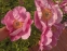 Півонія "Хонор" (Paeonia "Honor") - 7
