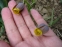 Рябчик ува вульпіс (Fritillaria uva vulpis) - 1