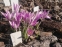 Крокус Томмазіні "Росеус" (Crocus tommasinianus "Roseus") - 2