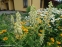 Аконіт північний "Айворін" (Aconitum septentrionale "Ivorine") - 2
