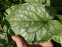 Бруннера великолиста "Ленгтріз" (Brunnera macrophylla "Langtrees") - 3