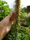 Наперстянка іржава (Digitalis ferruginea) - 2